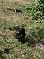 Araucana kuikens te koop, Dieren en Toebehoren, Meerdere dieren, Kip