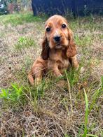 Bij ons geboren Engelse cocker pups, België, CDV (hondenziekte), 8 tot 15 weken, Meerdere