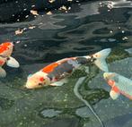 Japanse koi +/- 50cm, Dieren en Toebehoren, Vissen | Vijvervissen, Karper of Koi