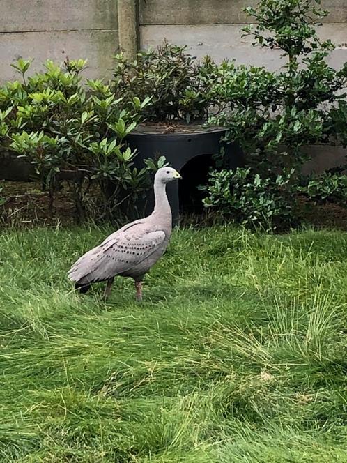 Ceriopsi gans, hoendergans, Animaux & Accessoires, Volatiles, Oie ou Cygne, Femelle