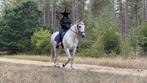 Voor de juiste match! sensibele PRE ruin 11 jaar oud, Dieren en Toebehoren, Paarden, Gechipt, Ruin, Zadelmak, 160 tot 165 cm
