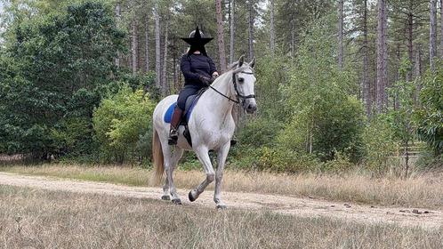 Voor de juiste match! sensibele PRE ruin 11 jaar oud, Dieren en Toebehoren, Paarden, Ruin, Zadelmak, 160 tot 165 cm, 11 jaar of ouder