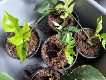 Monstera minina beschikbaar voor biedingen