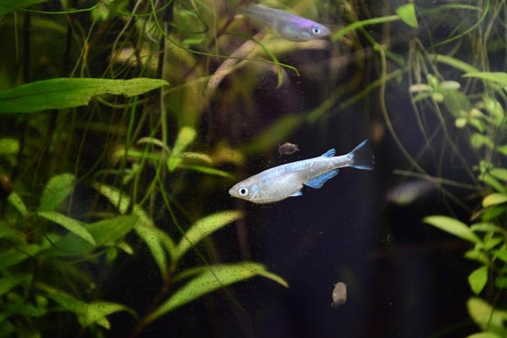 Medaka Rijstvisjes, Dieren en Toebehoren, Vissen | Aquariumvissen, Zoetwatervis, Vis, Schoolvis