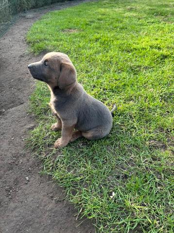 Mooie labrador pups beschikbaar voor biedingen
