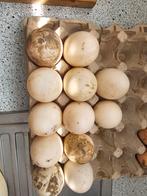 Peking eend eieren