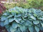 Hosta Sieboldiana Elegans, Ophalen, Vaste plant