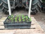 Tomatenplanten (snoeptomaten), Ophalen