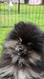Pomeriaan reutje, Dieren en Toebehoren, België, Parvo, Fokker | Hobbymatig, 15 weken tot 1 jaar