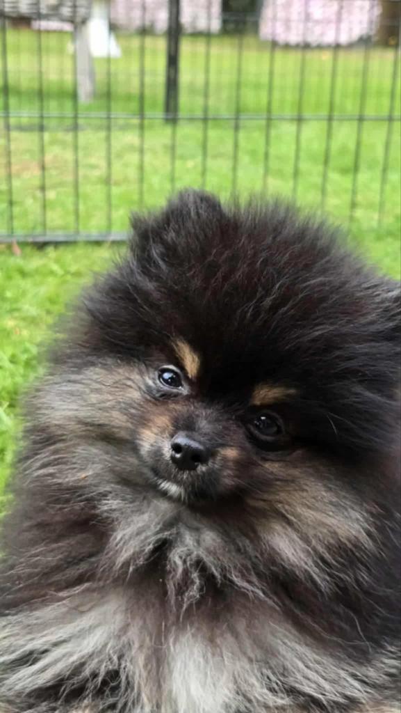 Pomeriaan reutje, Dieren en Toebehoren, Honden | Poolhonden, Keeshonden en Oertypen, Reu, Overige rassen, Fokker | Hobbymatig