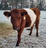 Lakenvelder, Dieren en Toebehoren, Runderen, Vrouwelijk, 0 tot 2 jaar
