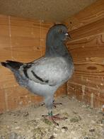 Sierduiven kingduiven, Dieren en Toebehoren, Vogels | Duiven