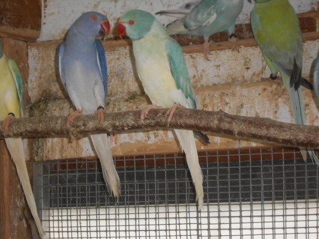 collier à queue pâle opalin 2025, Animaux & Accessoires, Oiseaux | Perruches & Perroquets, Perruche, Plusieurs animaux, Bagué