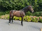 *nieuw* Mega knappe 4 jarige ruin, Dieren en Toebehoren, Ruin, Dressuurpaard, Onbeleerd, Gechipt
