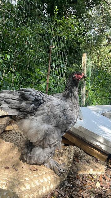 BLAUW brahma groothoender koppel beschikbaar voor biedingen