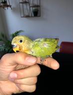 Handtamme dwergpapegaaien, Geslacht onbekend, Dwergpapegaai of Agapornis, Geringd
