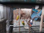 Koppel dwergpapegaaikes met grote kooi met, Dieren en Toebehoren, Vogels | Parkieten en Papegaaien