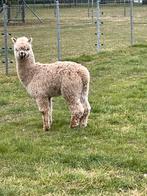 Alpaca Hengstje