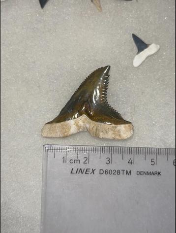 Dent de requin fossile de Hemipristis serra de Bone Valley, Collections, Envoi, Fossile