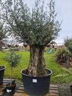 Olijfboom Olea Europaea Bonsai, Tuin en Terras, Ophalen, Olijfboom