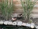 Canard des Bahamas, Dieren en Toebehoren, Pluimvee, Vrouwelijk, Eend