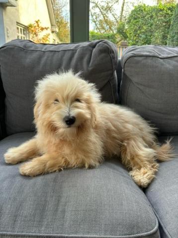 Maltipoo pup ludique  disponible aux enchères