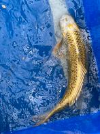 45 cm KOI, Dieren en Toebehoren, Vissen | Vijvervissen, Karper of Koi