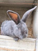 Vlamese Reus, Dieren en Toebehoren