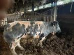 Stier Dekstier 3 jaar kan koeien dekken met papieren, Animaux & Accessoires