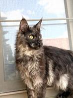 In optie tot Zondag! Maine Coon  katertje met stamboom!, Kater, Gechipt, 0 tot 2 jaar
