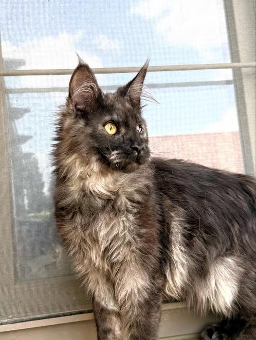 In optie tot Zondag! Maine Coon  katertje met stamboom!, Dieren en Toebehoren, Katten en Kittens | Raskatten | Langhaar, Kater