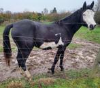 Prachtige merrie, Dieren en Toebehoren, Merrie, M