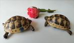 Testudo marginata schildpad met vlo, Dieren en Toebehoren, Reptielen en Amfibieën