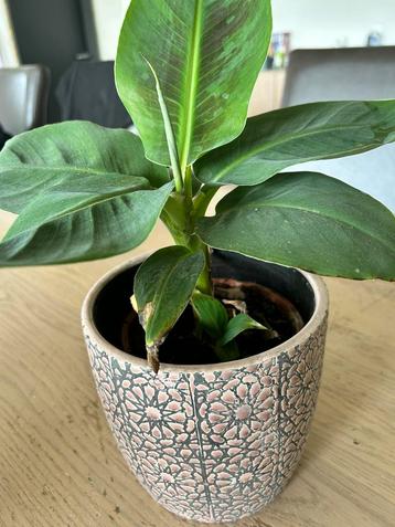 Musa Dwarf Cavendish beschikbaar voor biedingen