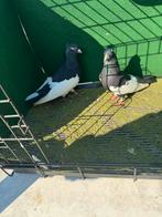 Togi zwart, Animaux & Accessoires, Oiseaux | Pigeons
