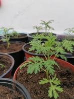 Artemisia Annua, Jardin & Terrasse, Plantes | Jardin, Annuelle, Plein soleil, Automne, Enlèvement