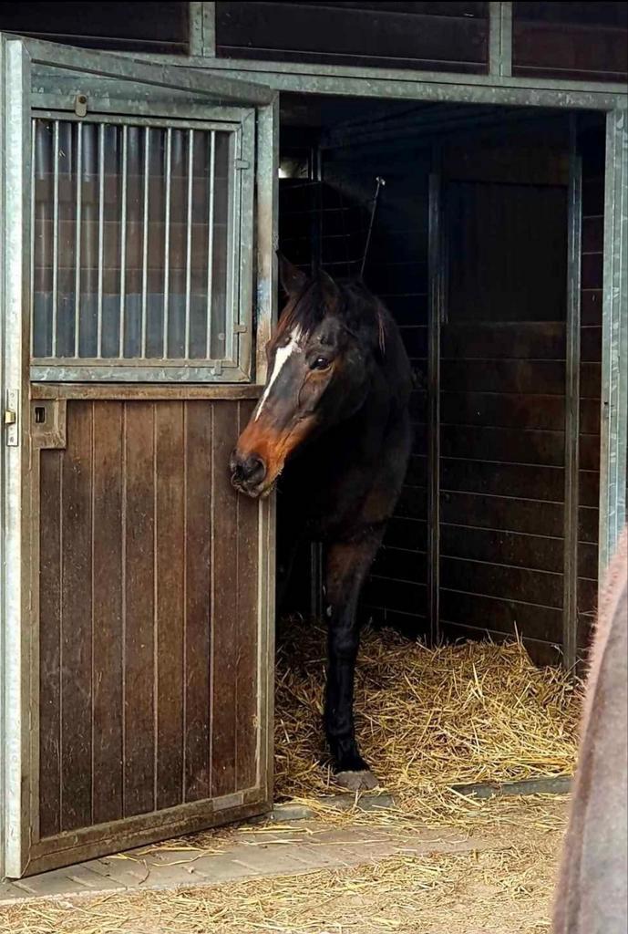 Dubbele stal van Paho, Dieren en Toebehoren, Stalling en Weidegang, Stalling, Weidegang, 2 of 3 paarden of pony's