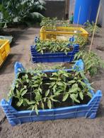 Tomatenplanten, Tuin en Terras, Planten | Tuinplanten, Ophalen, Volle zon, Groenteplanten, Eenjarig