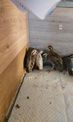 Boomkwartel, Dieren en Toebehoren, Pluimvee