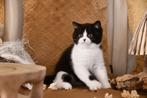 brits korthaar kitten, Dieren en Toebehoren, Poes, Gechipt, 0 tot 2 jaar