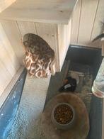 Kleine fret (meisje) met kooi en toebehoren, Dieren en Toebehoren, Knaagdieren en Konijnen | Hokken en Kooien, Ophalen, Kooi, Fret