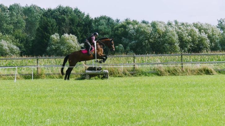 Ruiter aangeboden, Dieren en Toebehoren, Paarden