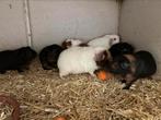 Cavia’s. Beertjes, Dieren en Toebehoren, Cavia, Juni, Mannelijk, Tam
