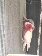 Kweekkoppel lutino - rosé, Meerdere dieren, Papegaai, Geringd