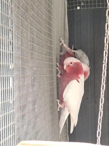 Kweekkoppel lutino - rosé beschikbaar voor biedingen