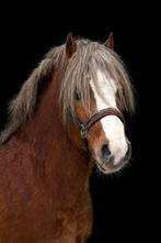 Super knappe Welsh, Dieren en Toebehoren, Pony's, Ruin