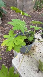 bodembedekker, ooievaarsbek, Tuin en Terras, Planten | Tuinplanten, Ophalen, Bodembedekkers, Vaste plant, Halfschaduw