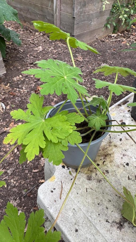 bodembedekker, ooievaarsbek, Tuin en Terras, Planten | Tuinplanten, Vaste plant, Bodembedekkers, Halfschaduw, Lente, Ophalen
