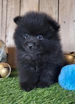 Dwergkees pup / pomeriaan pup / dwergkeesje, Dieren en Toebehoren, Honden | Poolhonden, Keeshonden en Oertypen, Parvo, België