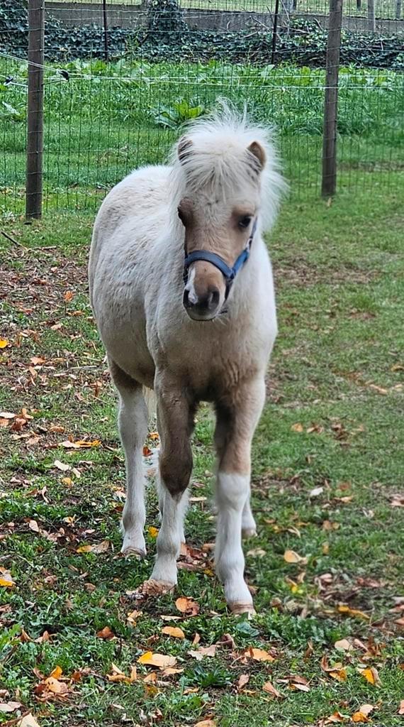 Palomino bont minipaardje van 2025., Dieren en Toebehoren, Pony's, Hengst, 0 tot 2 jaar, Met stamboom, Gechipt, Ontwormd
